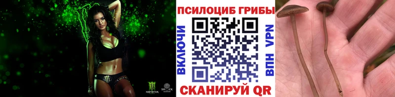 даркнет сайт ОМГ ОМГ маркетплейс Псилоцибиновые грибы Psilocybine cubensis Можга